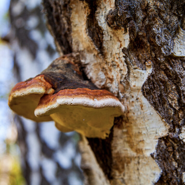 El Uso De Los Hongos Como Medicina - Soma Mushroom Eixir